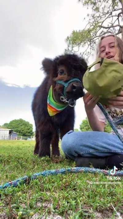 its important to accessorize (@knucklebumpfarms on tiktok, go show some love!!)