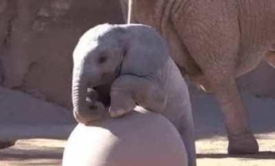 Cute baby elephant playing with a ball