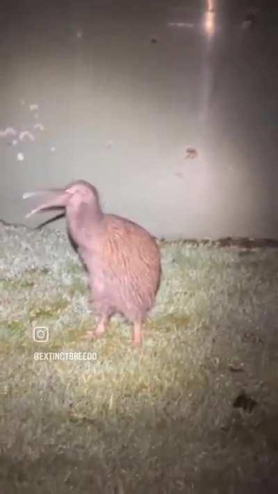Rare footage of a kiwi bird 