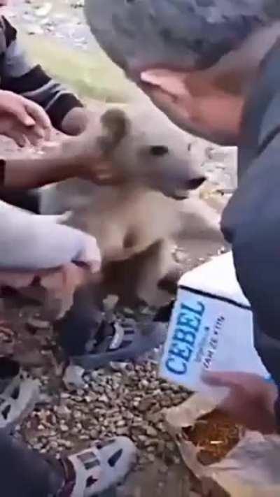 Helping a stuck bear