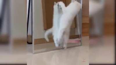 Kitten vs Mirror