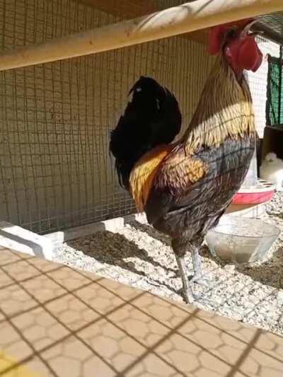 cuckadoodledooooooooooooooooooooooooooooooooooooooooooooooooooooooooooooooooooooooooooooooooooooooooooooooooooooooooooooooooooooooooooooooooooooooooooooooooooooooooooooooooooooooooooooooooooooooooooooooooooooooooooooooooooooooooooooooooooooooooooooooooooo