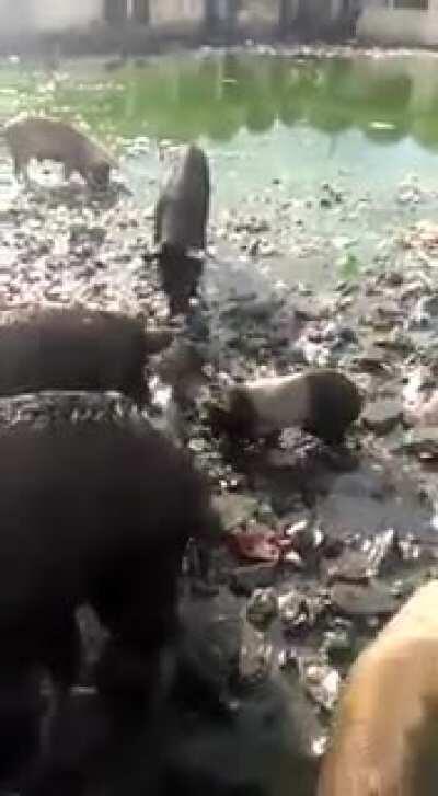 ρïģṡ εατïṉģ ḋεαḋ ṃαṉ