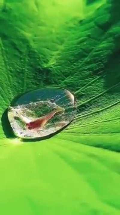 🔥 A Fish in a drop of water on a Lotus leaf