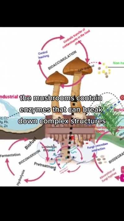 How Mushrooms Could Help Clean Up the Ohio Chemical Spill!