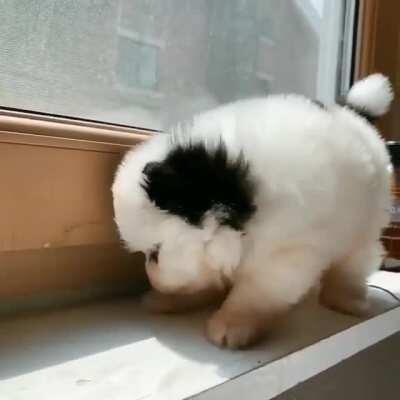 NOO MATI SE CONVIRTIÓ EN UN PERRITO