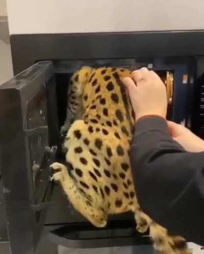 Tom stuck in a fish tank?