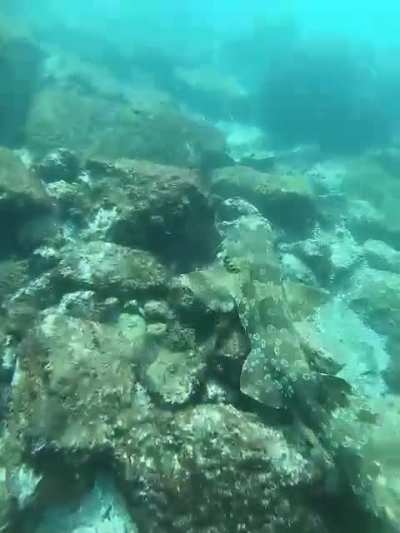 Wobbegong shark in Cook Island, Australia