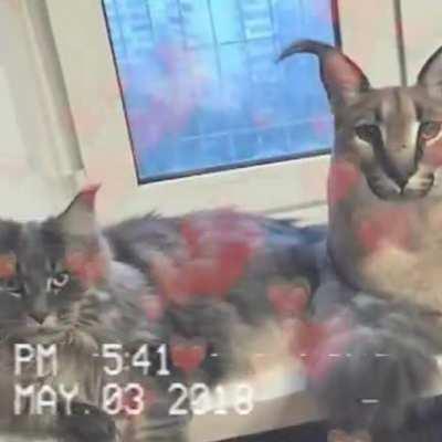 big floppa fan cam 💜