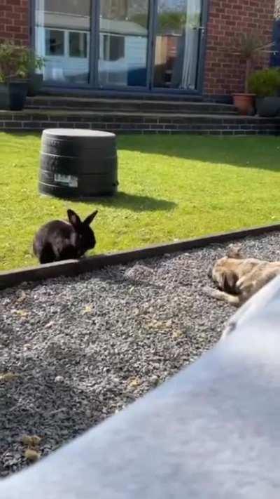 That’s not a rabbit hole