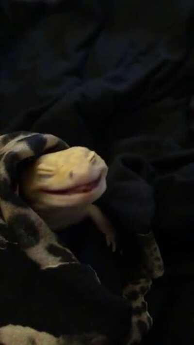 The geckos started their annual deworming today! Kaiju apparently thinks his medicine tastes bad. Yuck!