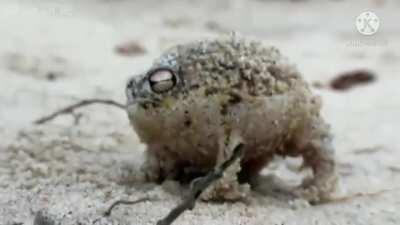 Angry Squeaking Nakazato