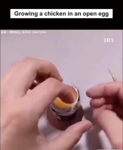 Growing chicken in an open egg