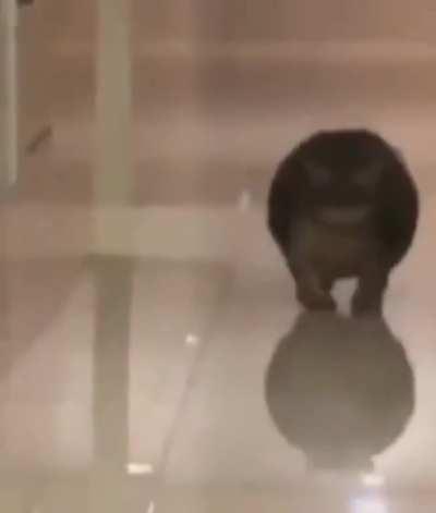 O GATO KKKKKKKKKKKKK (desculpem a qualidade turma)