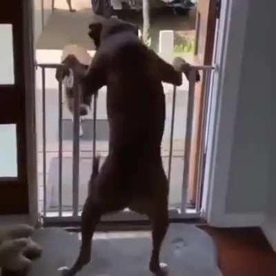 When Doggo best friend comes over.