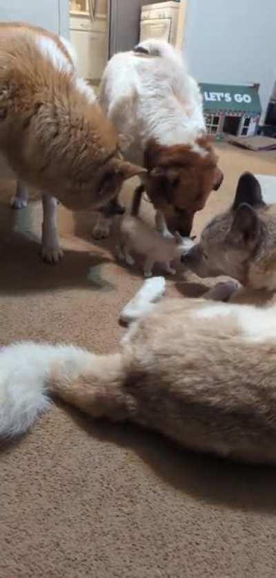 Introducing the dogs to my newest foster criminal