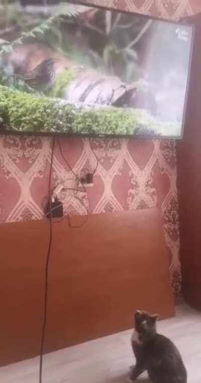 Decided to show my cat some 