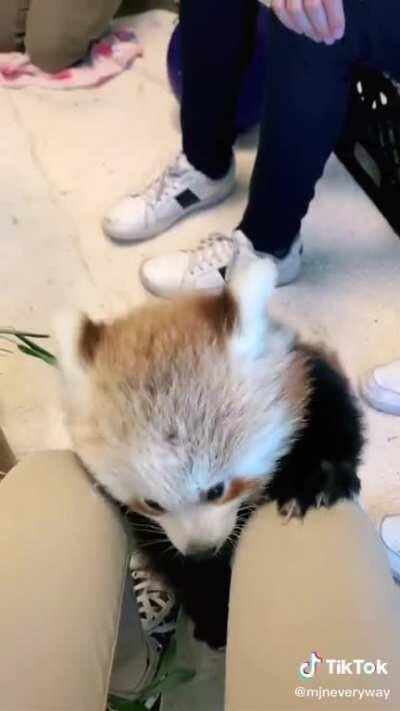 Those little guys are so cute!