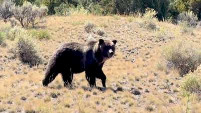 Grizzly looks both ways before crossing the highway! She’s so smart!!