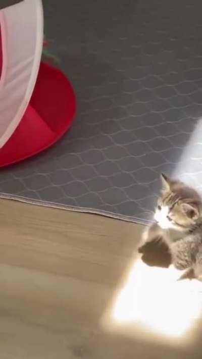 Kitten’s first sunbeam