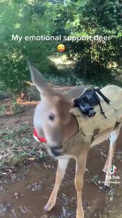 Emotional (and physical) support deer.