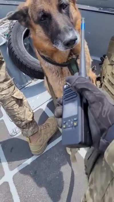 War Dog cruising with the Armed Forces of Ukraine on a boat.