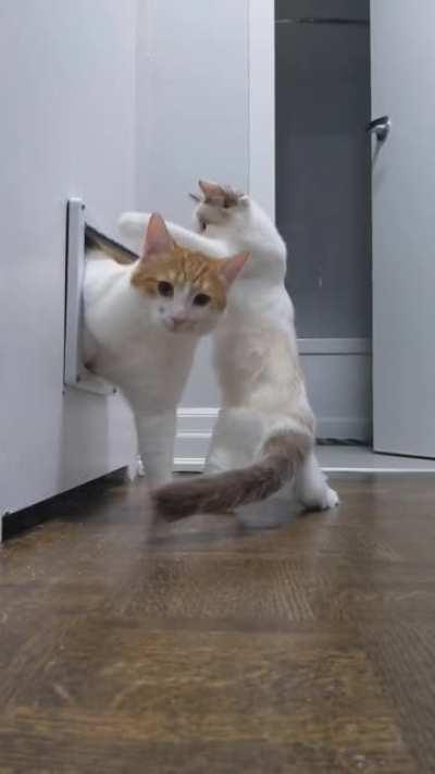 He's not a very good bouncer.