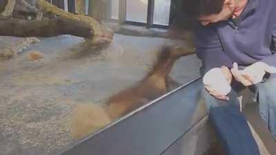 Orslon cada vez que ve un video de monos