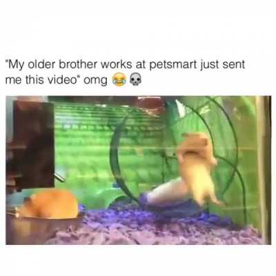 comedyhomicide - Video #8211