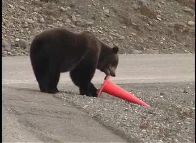 I'm Just a Bear Who Wants a Little Order & Accountability