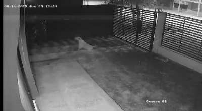 Perrito frustró el robo de una bicicleta en una residencia chaqueña, el delincuente desistió al ser increpado por el canino