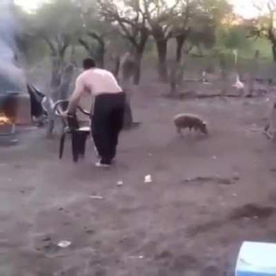 Newish piglet-chair-exchange trick 🔊