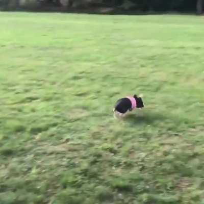 Catch me if you can!