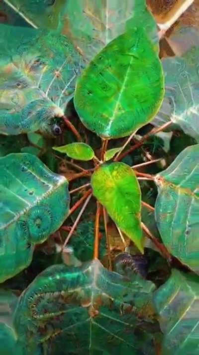 Plants have some amazing properties