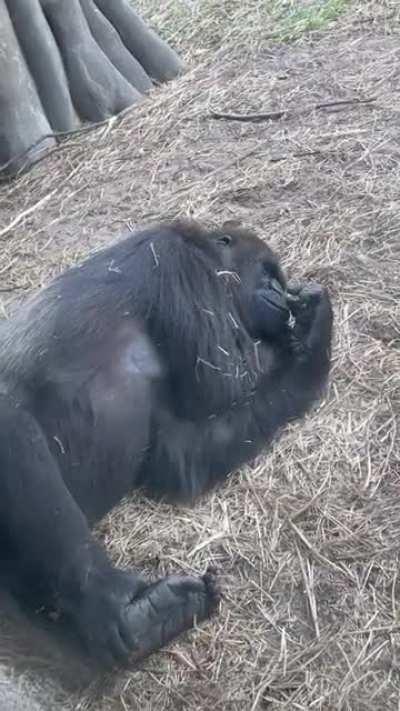 live footage of me chillin before the big squeeze. HODL🦍🦍🚀🚀🚀