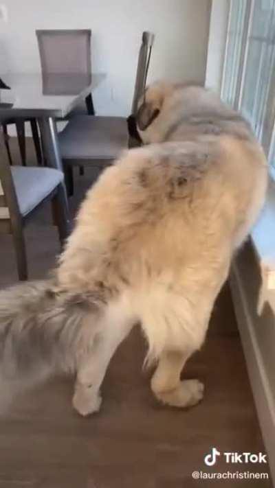 Absolute unit of a dog isn’t even at peak absolute unit size yet