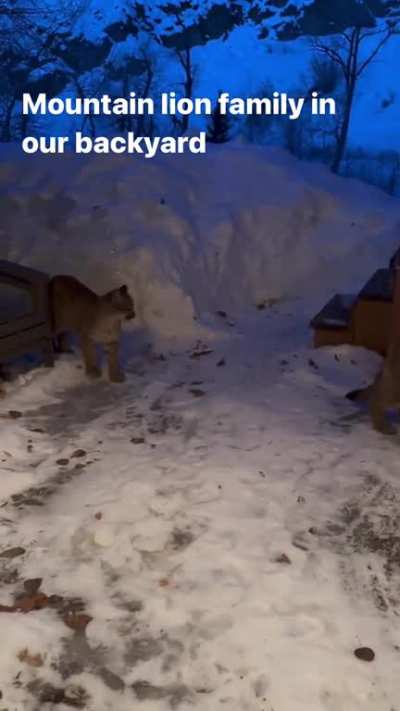 Saw this gorgeous family of puma/cougar/mountain lions (felis concolor) on Instagram-@colin_nobil