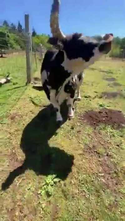 Hooman, you are finally at home!