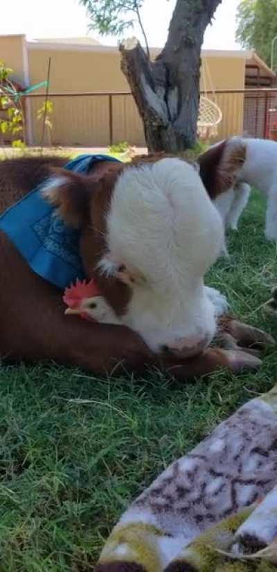 A beautiful cow and his chicken