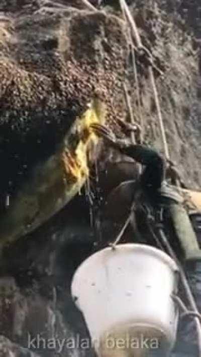 Nepal Mountain Dwellers extract honey from giant honey bees.