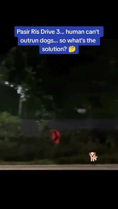 Jogger chased by stray dogs at Pasir Ris Dr 3 (credit u/timeforchain)