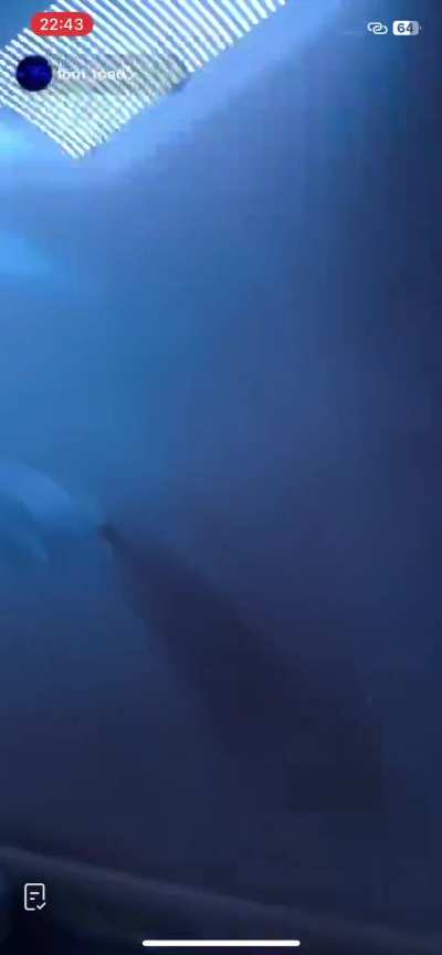 French Girl feet Sole