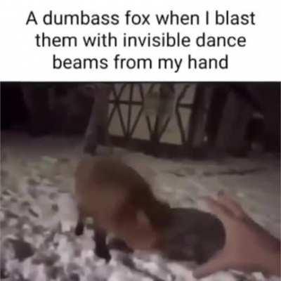 Get groovin' 'd, dumb fox