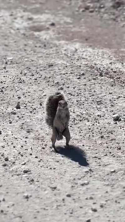 Just a Squirrel tryin to find his nuts 🐿️