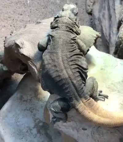 🔥 Lizard couldn't hide, the fact that he has rythm in his body with a little shimmy.