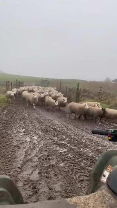 A herding dog at work