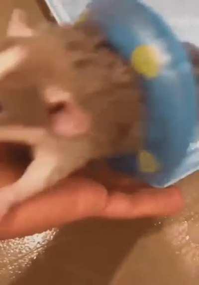 look at this rat taking a bath. thank you for your time.