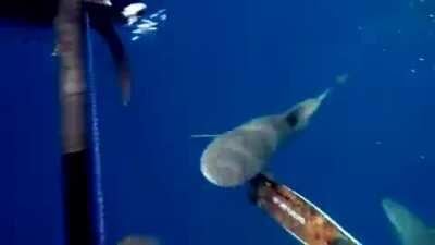 Im never swimming in the ocean. Not for me.