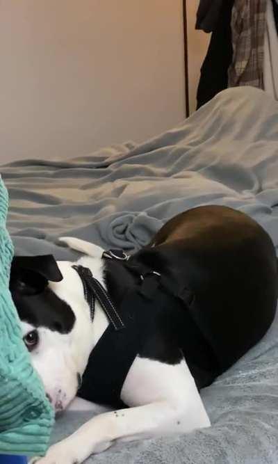 Arlo being mischievous. 👀🤣 Sneaky rascal. 🐾