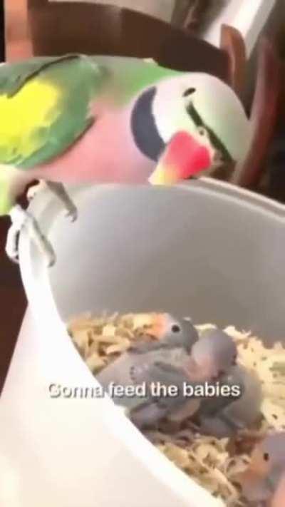 A Mum's work is never done! 🦜🤱😍